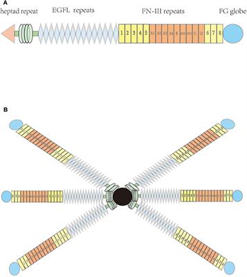 Pleiotropic Role of Tenascin-C in Central Nervous System Diseases: From Basic to Clinical Applications